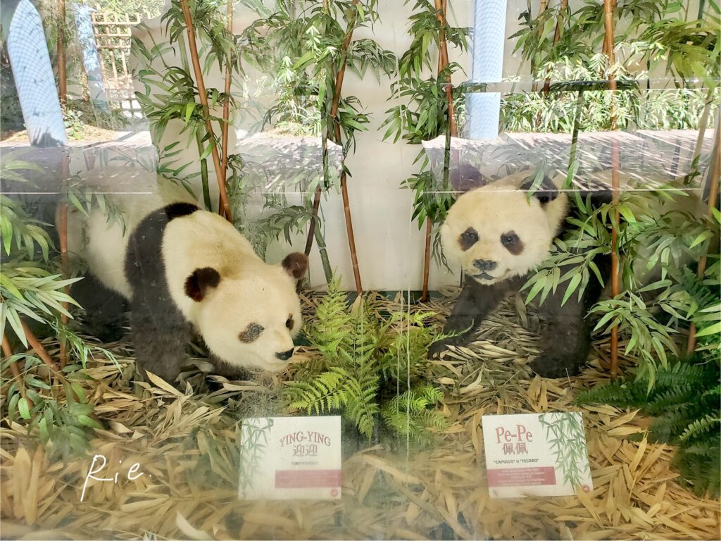 初代パンダの剥製