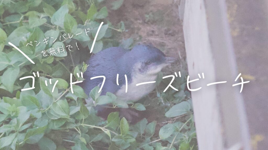 ペンギンパレードを無料で！ゴッドフリーズ・ビーチ