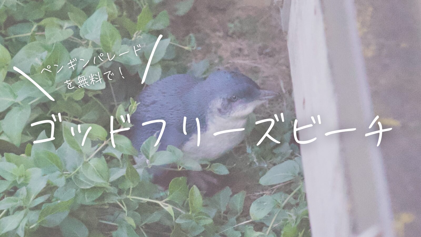 ペンギンパレードを無料で！ゴッドフリーズ・ビーチ