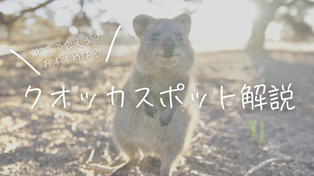 どこで会える？おすすめは？クオッカスポット解説