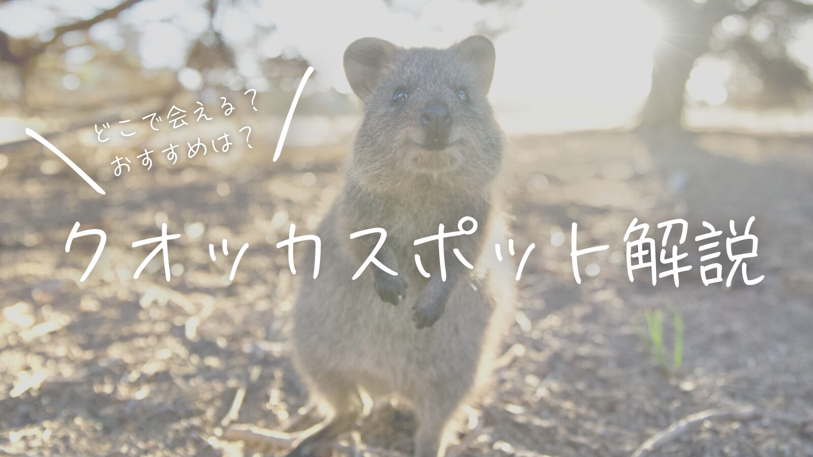 どこで会える？おすすめは？クオッカスポット解説