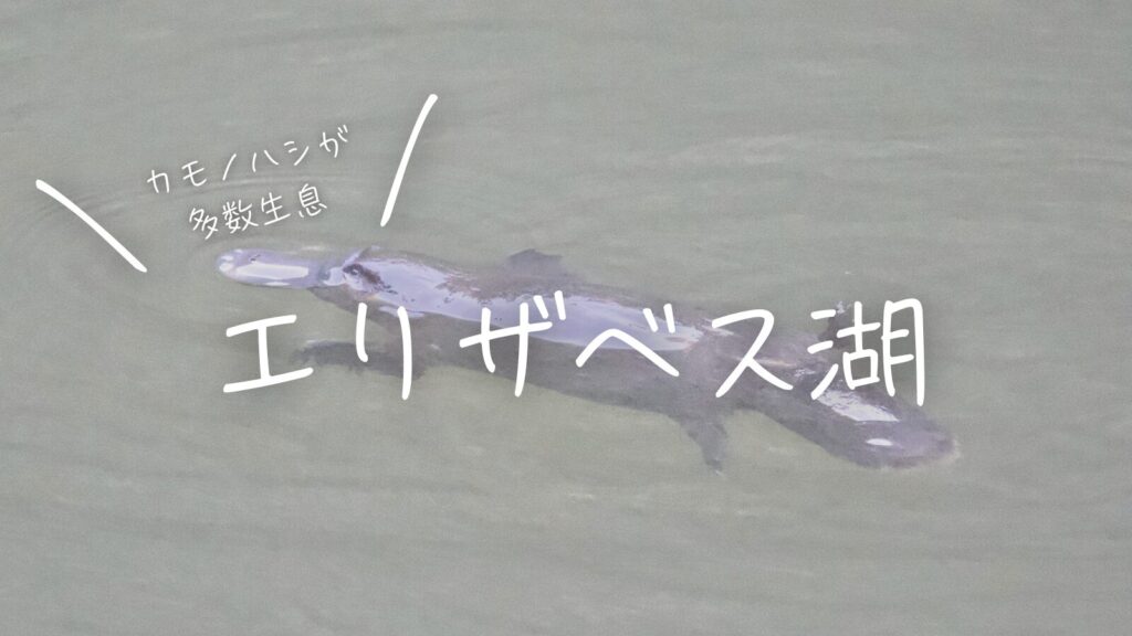 カモノハシが多数生息！エリザベス湖