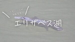 カモノハシが多数生息!エリザベス湖