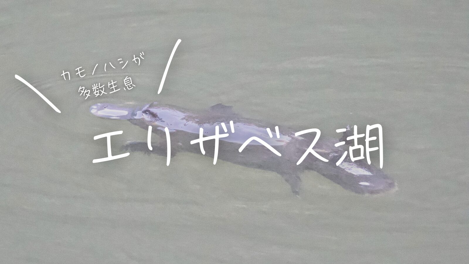 カモノハシが多数生息！エリザベス湖