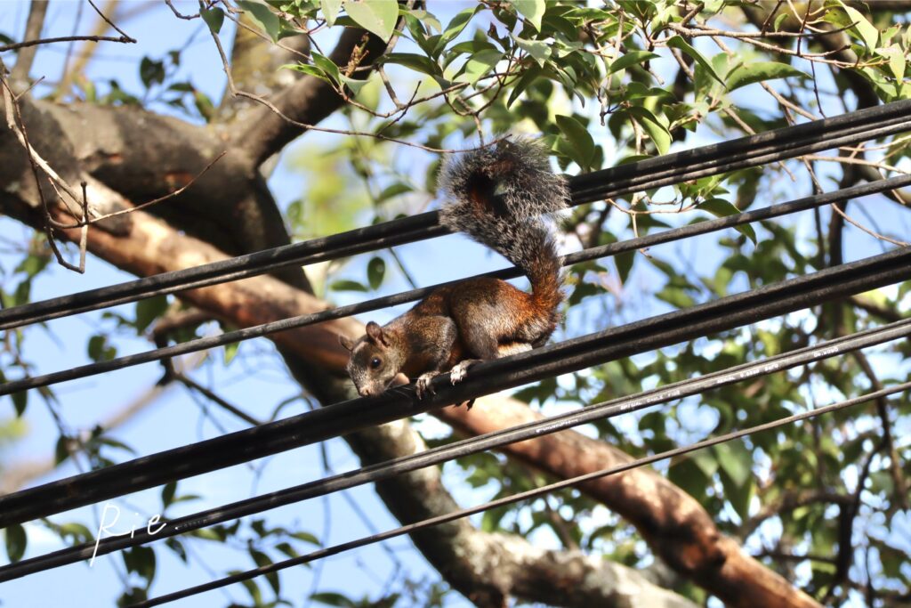チャプルテペック公園内にいるリス②