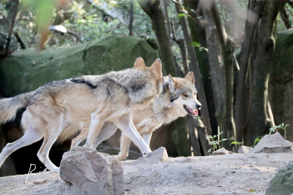 メキシコオオカミ
