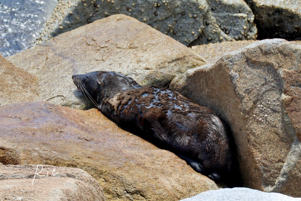 オットセイの写真⑨