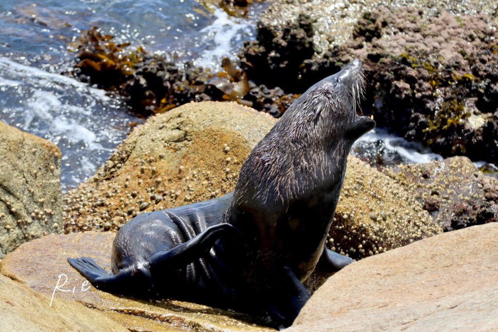 オットセイの写真⑥