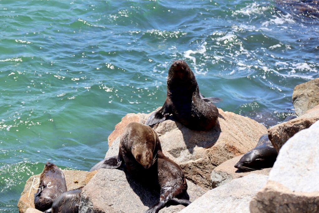 Seal Rockの様子②