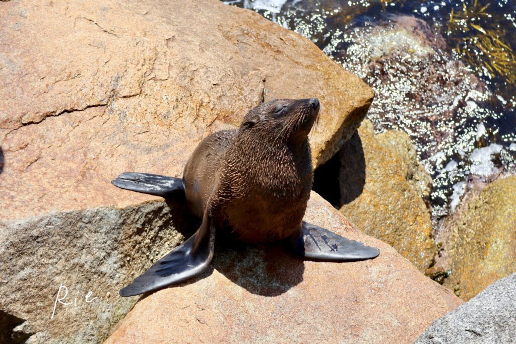 オットセイの写真⑧