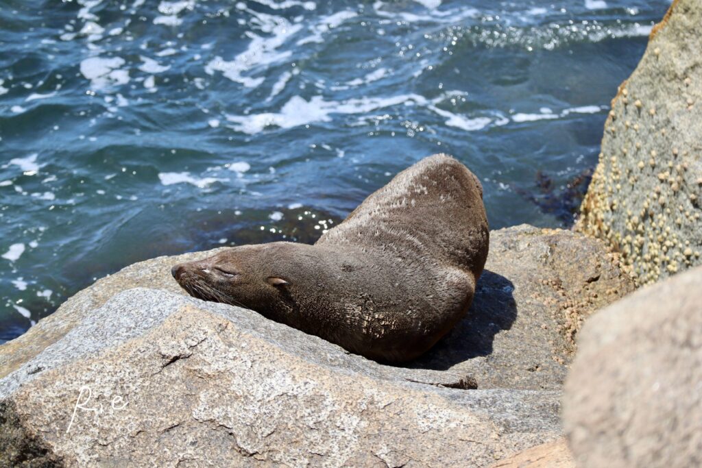 オットセイの写真③
