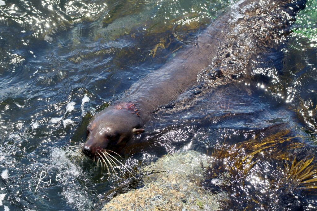 オットセイの写真④