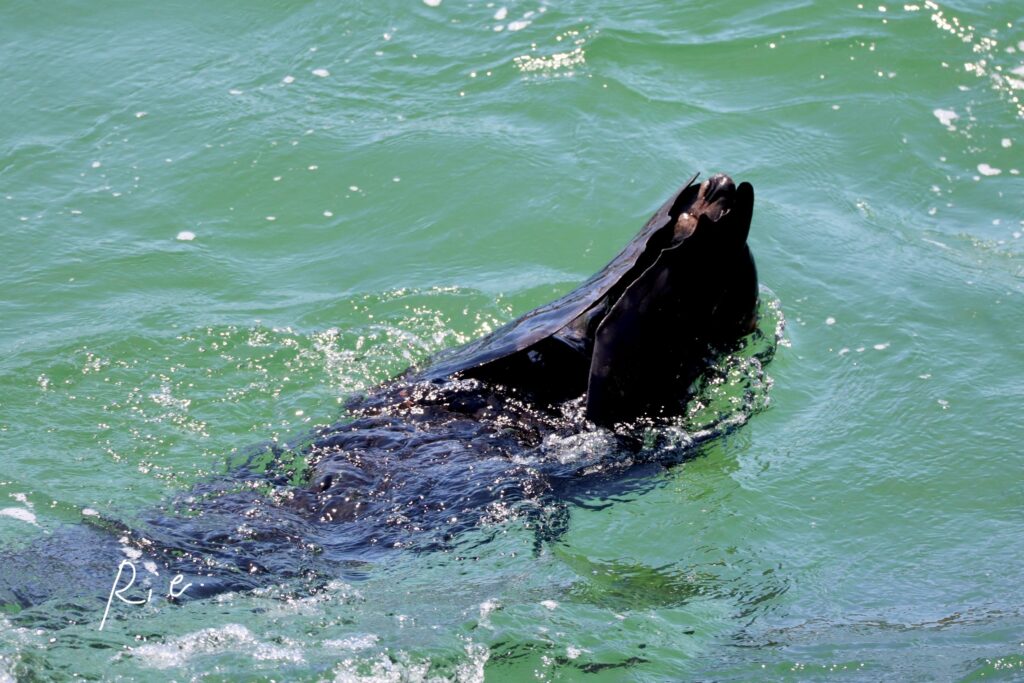 オットセイの写真⑦