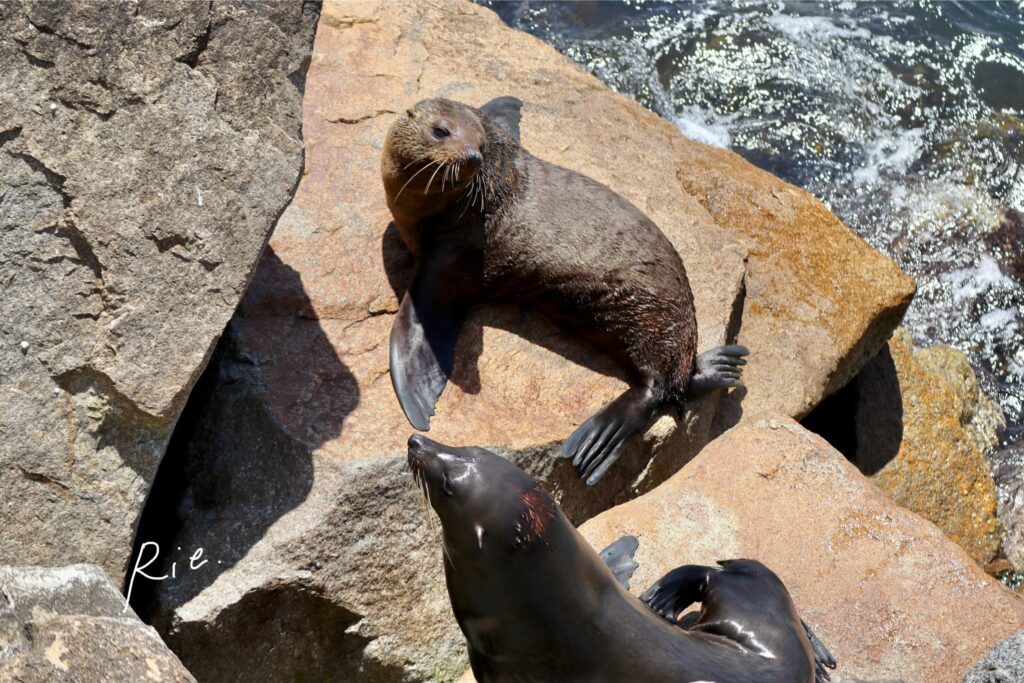 オットセイの写真②