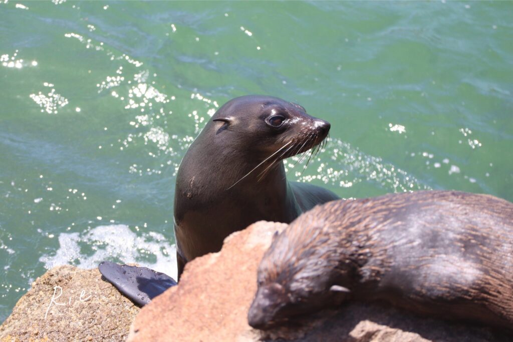オットセイの写真①