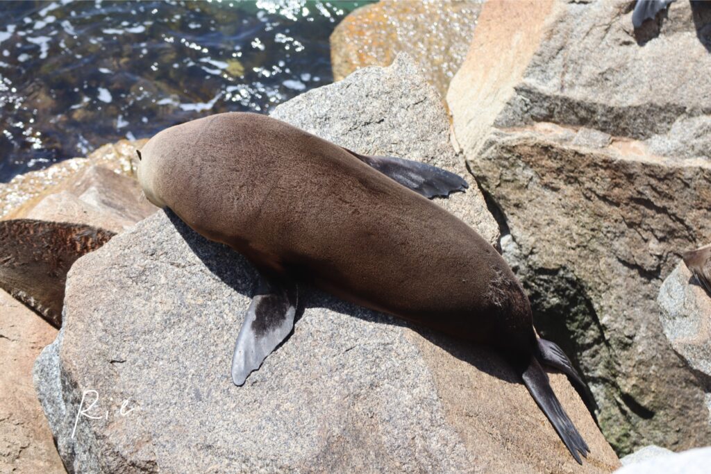 オットセイの写真⑤