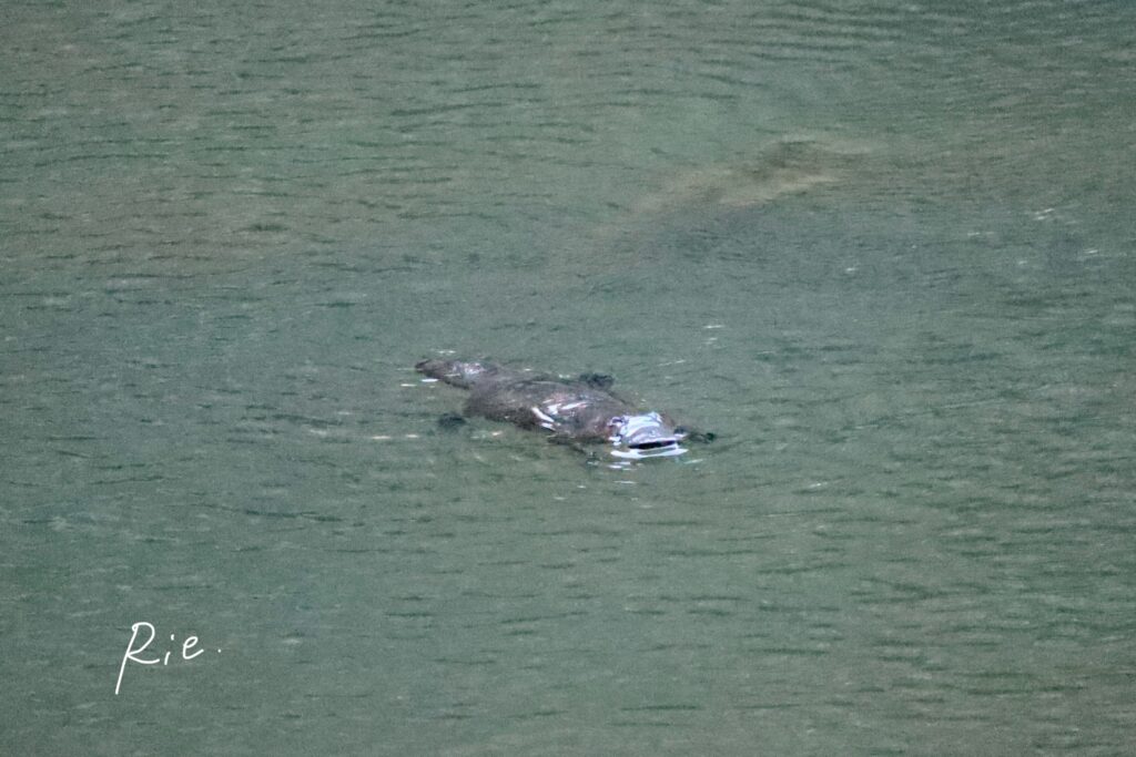 カモノハシの写真③