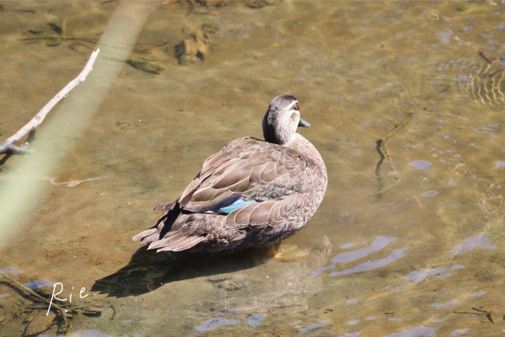 マミジロカルガモ