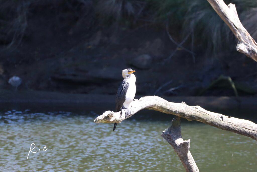シロハラコビトウ
