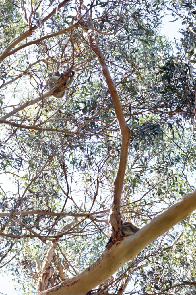 2匹のコアラを発見