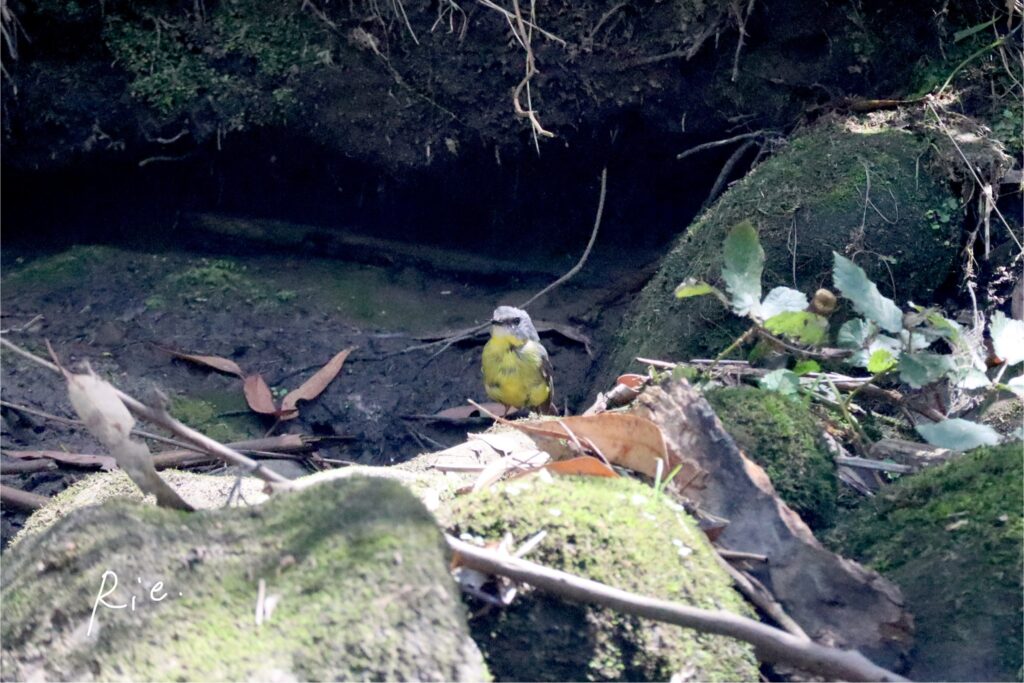 ヒガシキバラヒタキ