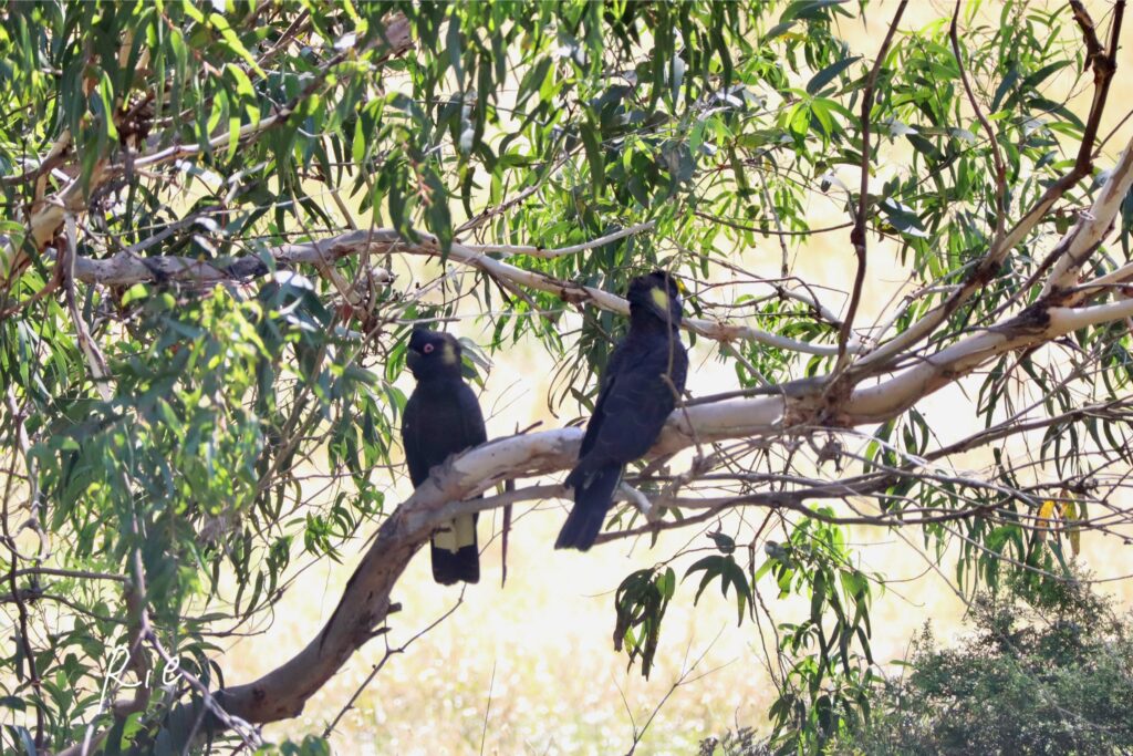 キイロオクロオウム