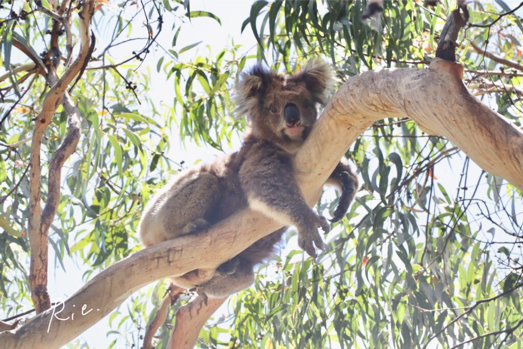 リラックスしているコアラ