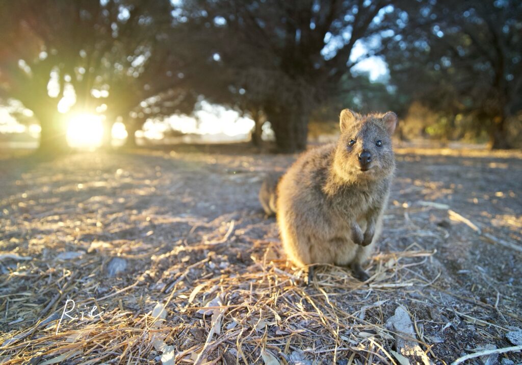 キングスウェイ通りで撮影したクオッカ