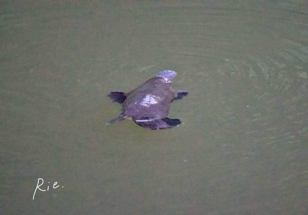 カモノハシの写真④