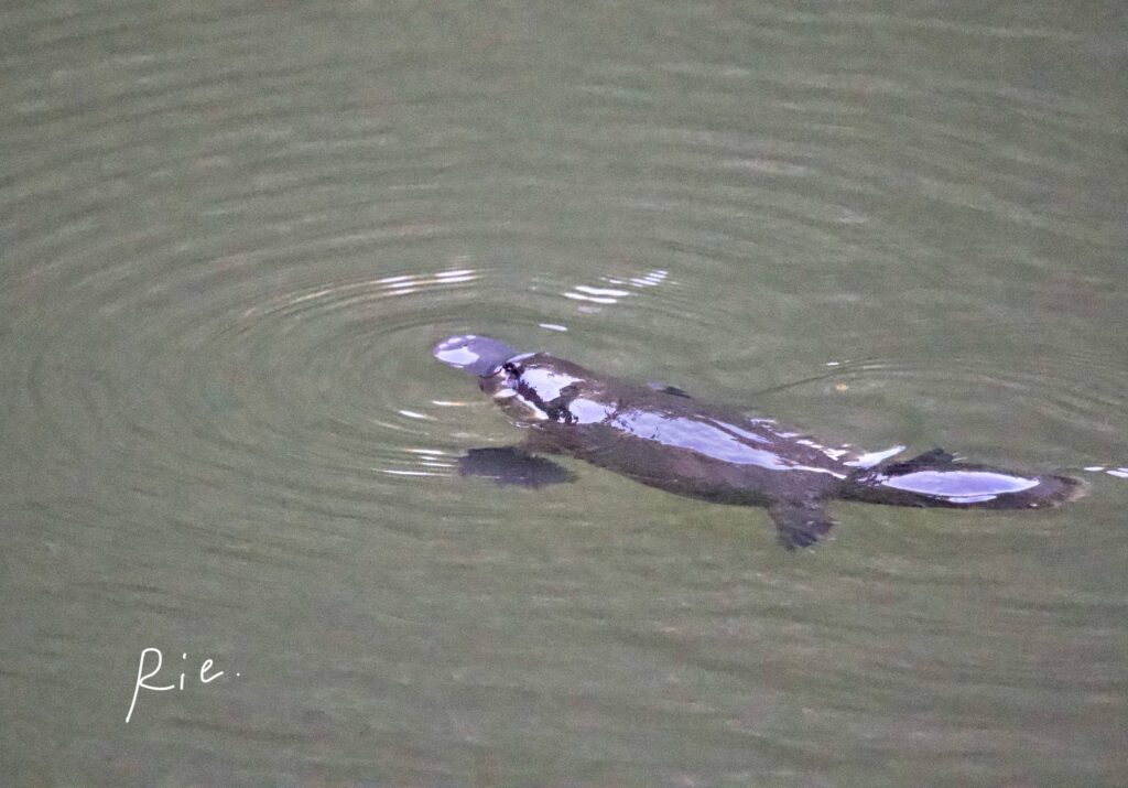 カモノハシの写真②