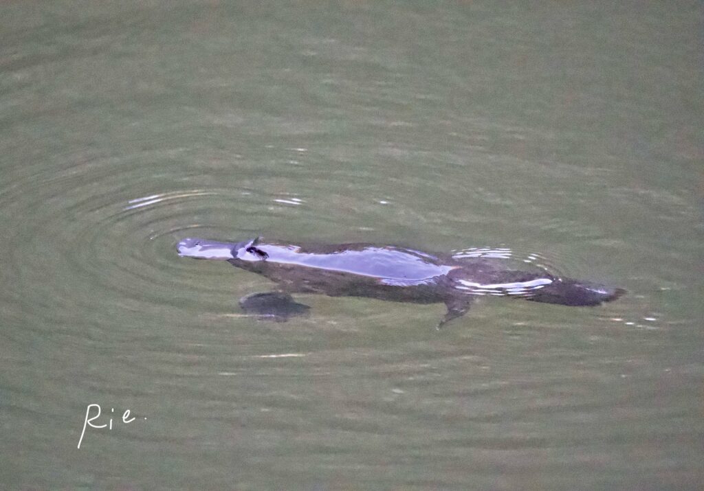 カモノハシの写真①