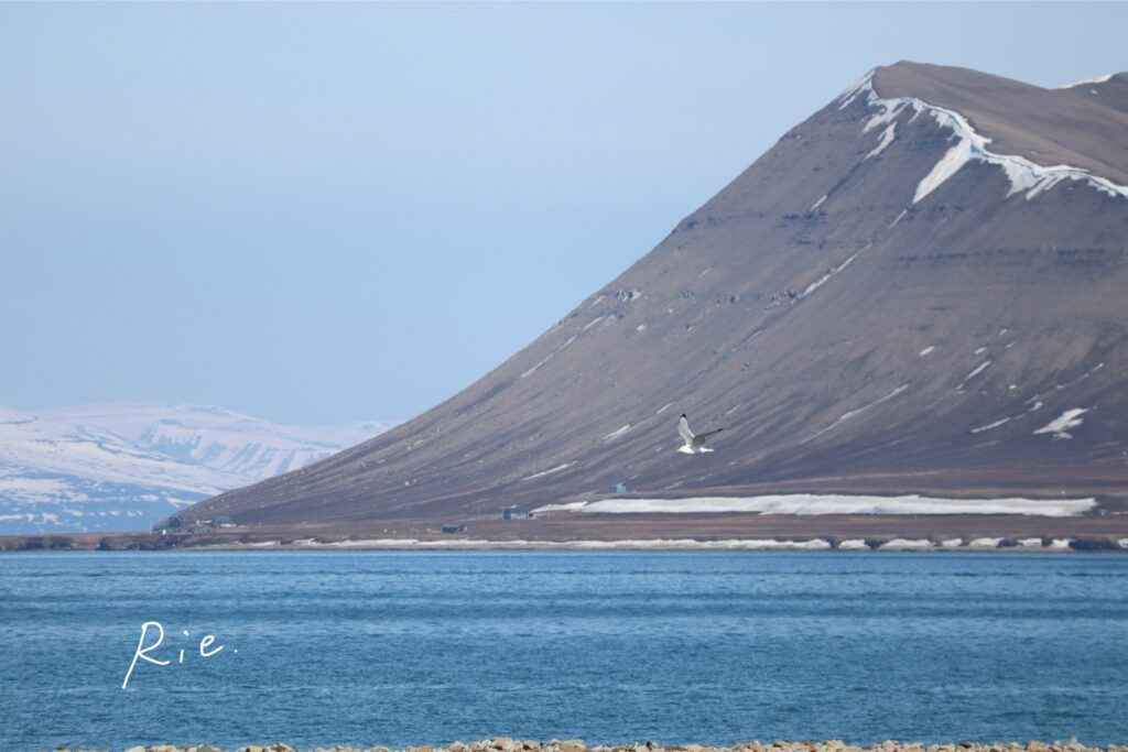 ミツユビカモメ