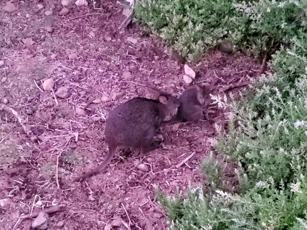 親子パディメロン