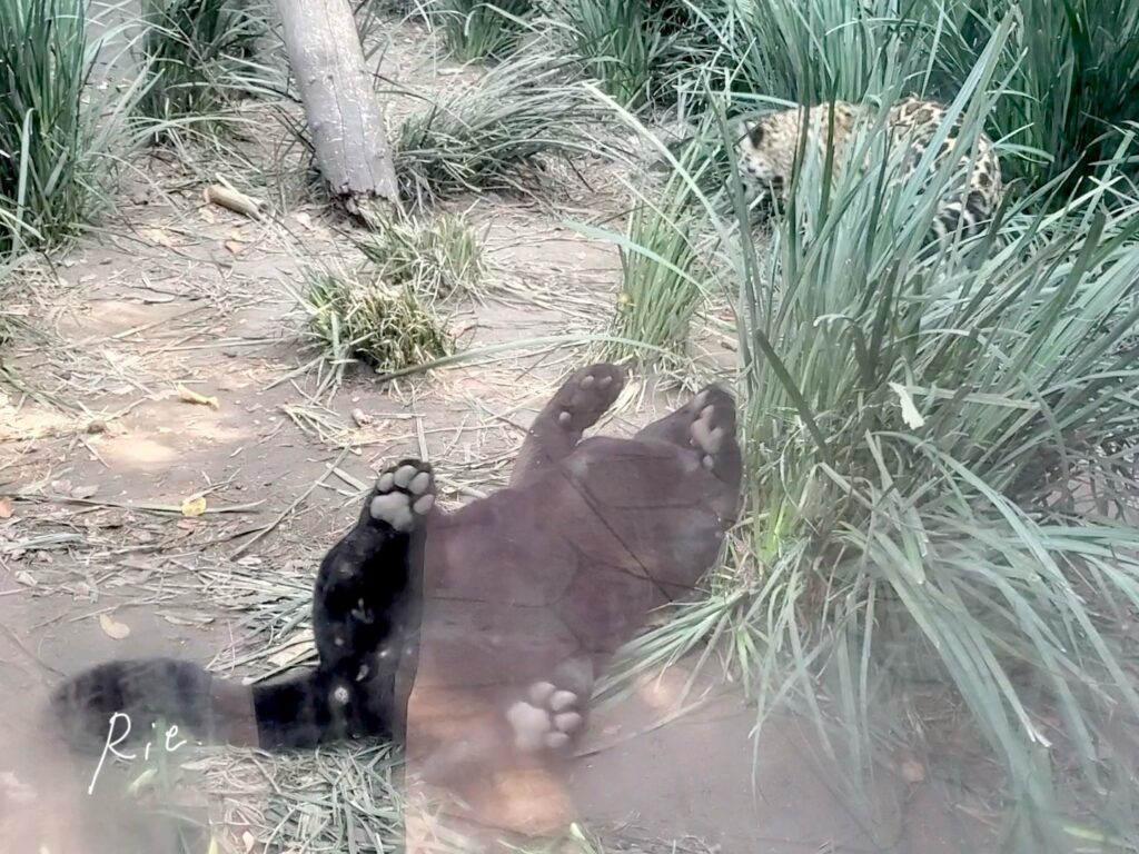 ジャガーの肉球