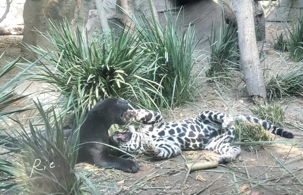 じゃれあう子ジャガー②