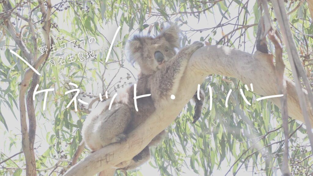野生コアラの有名生息地ケネット・リバー