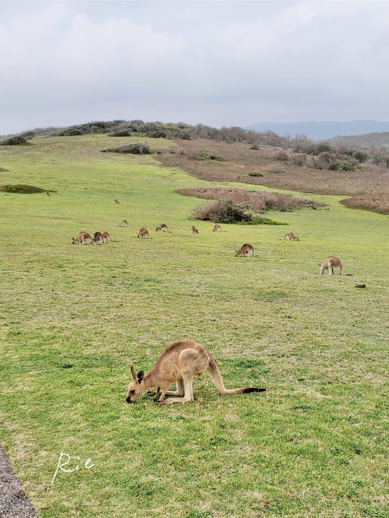 ここで過ごすカンガルーたち①