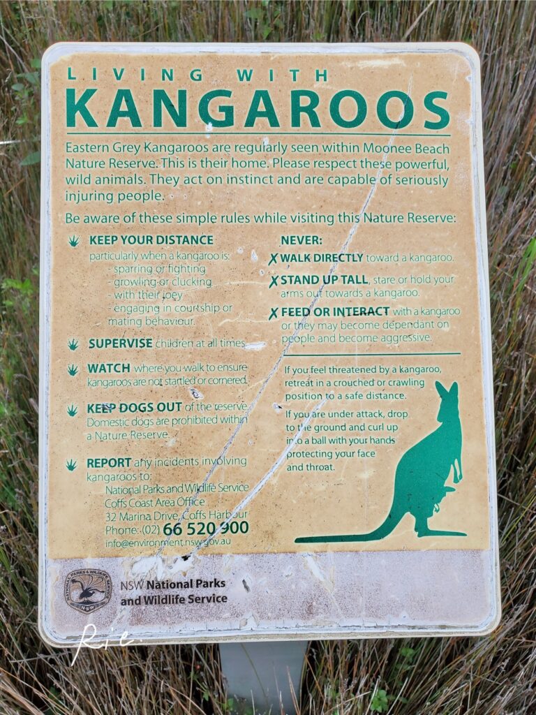 カンガルーに関しての看板