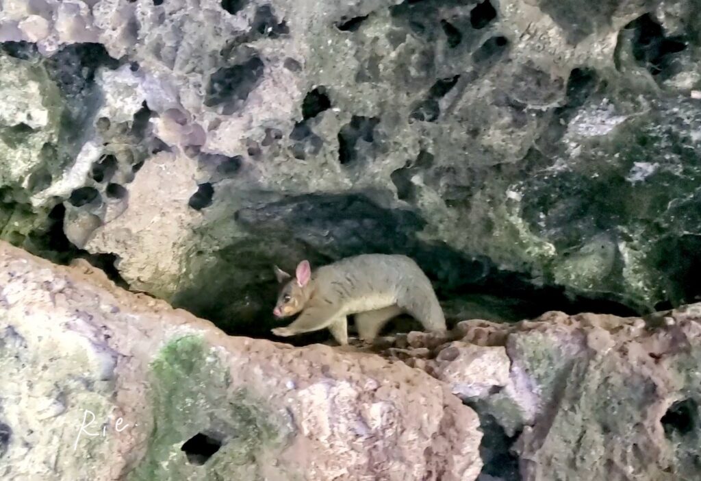 てくてく歩くポッサム