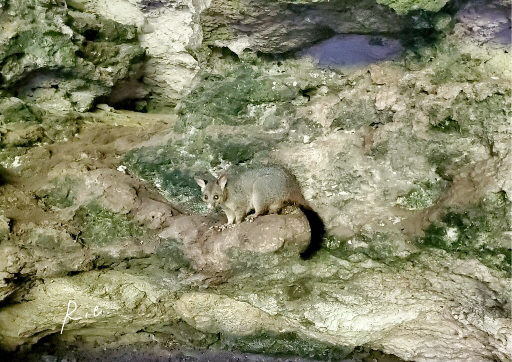 ブラッシュテイル・ポッサム