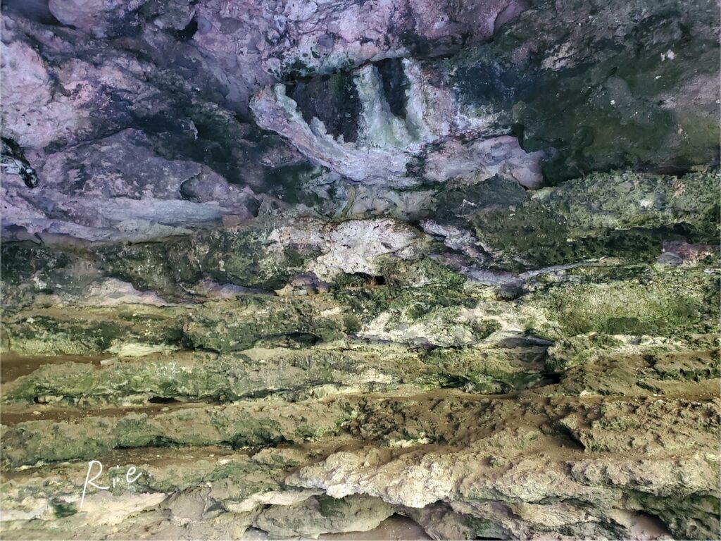 ポッサムがよくいる岩壁