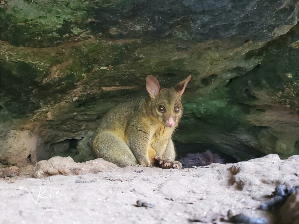 ちょこんと座るポッサム