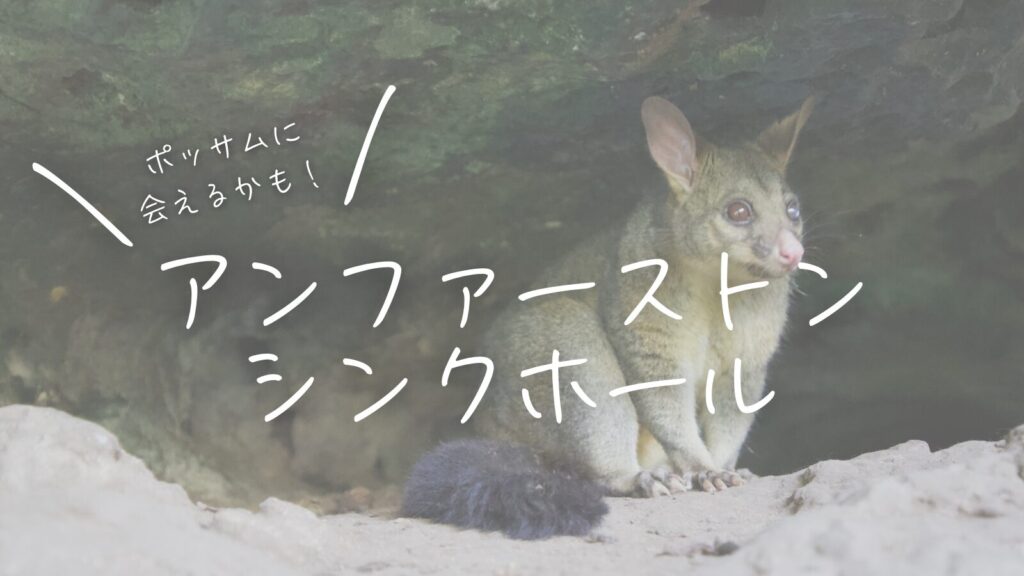 ポッサムに会えるかも！アンファーストン・シンクホール