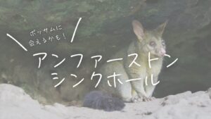 ポッサムに会えるかも！アンファーストン・シンクホール