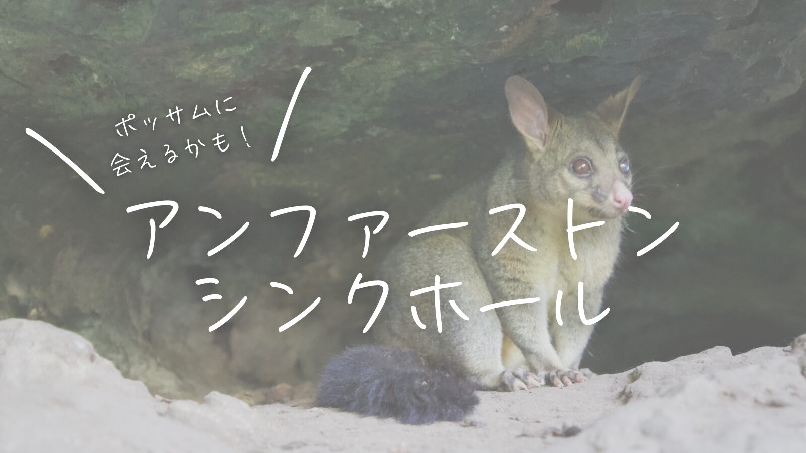 ポッサムに会えるかも！アンファーストン・シンクホール