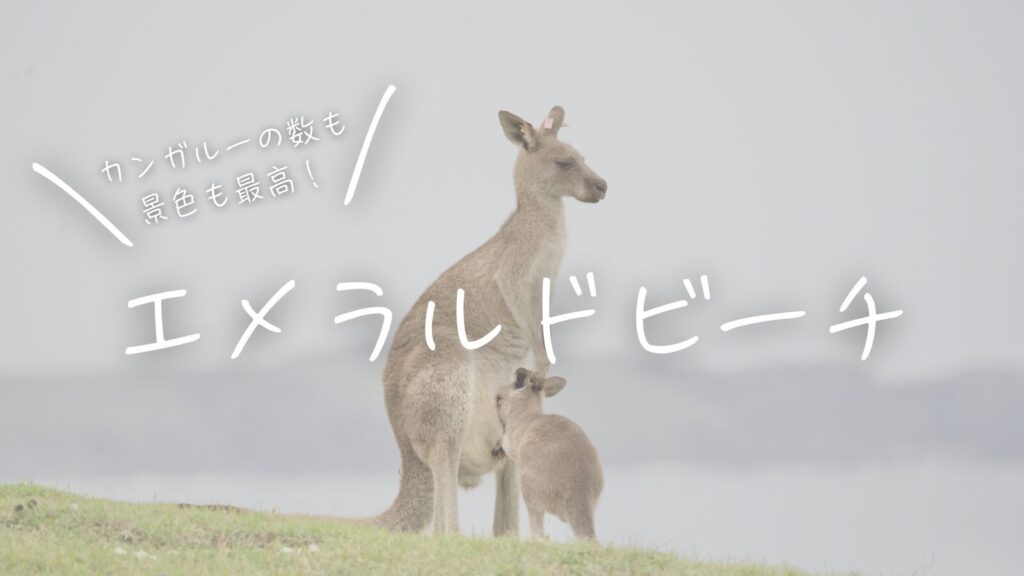 カンガルーも景色も最高！エメラルドビーチ