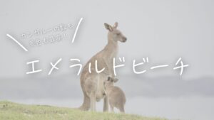 カンガルーも景色も最高！エメラルドビーチ