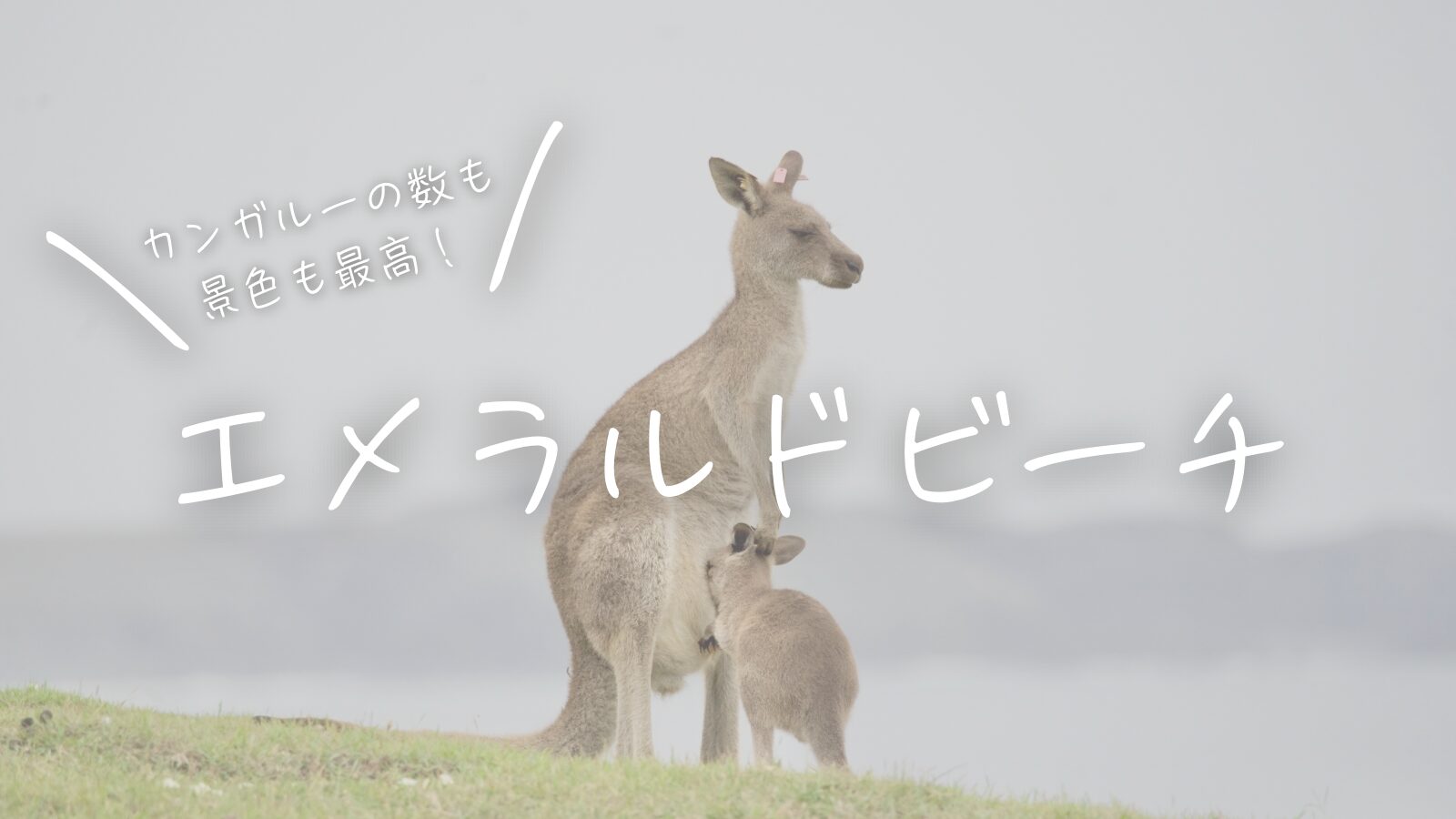カンガルーも景色も最高！エメラルドビーチ