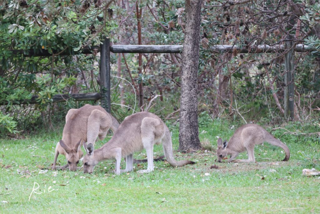 駐車場付近にいたカンガルー3頭