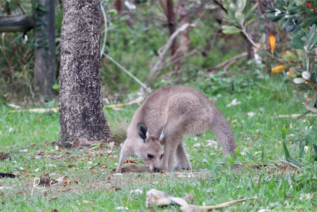 子どもカンガルー